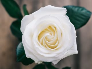 White Rose